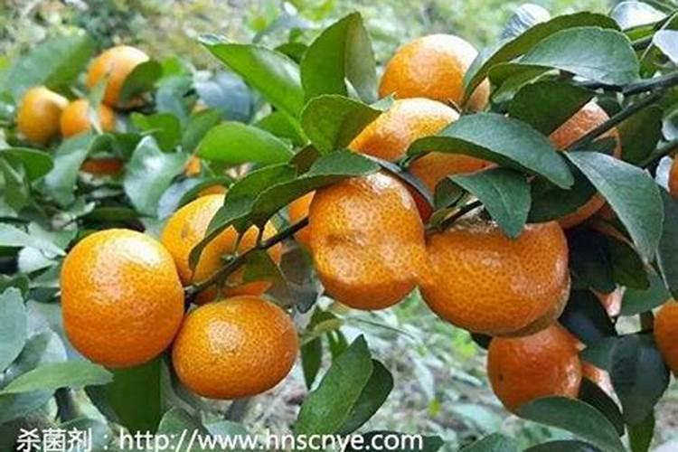 氧乐果能兑磷酸二氢钾喷小麦吗