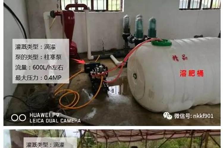 蛋黄水怎么做