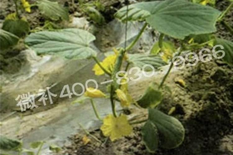 虾塘肥水用红糖一亩要多少,肥水可以用复合肥吗