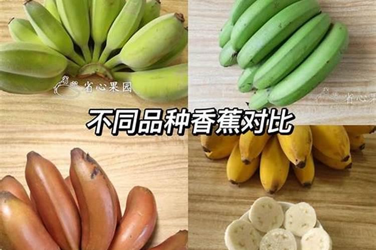 龙眼喷什么叶面肥果子大个