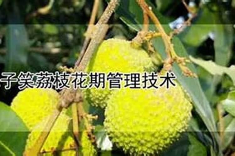 茶树冬季管理三个要点