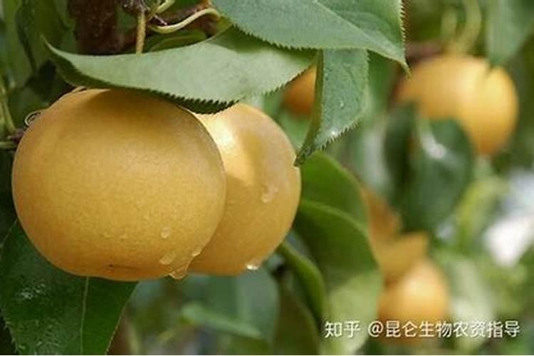 梨树施肥的最佳时间 梨树什么时候施肥