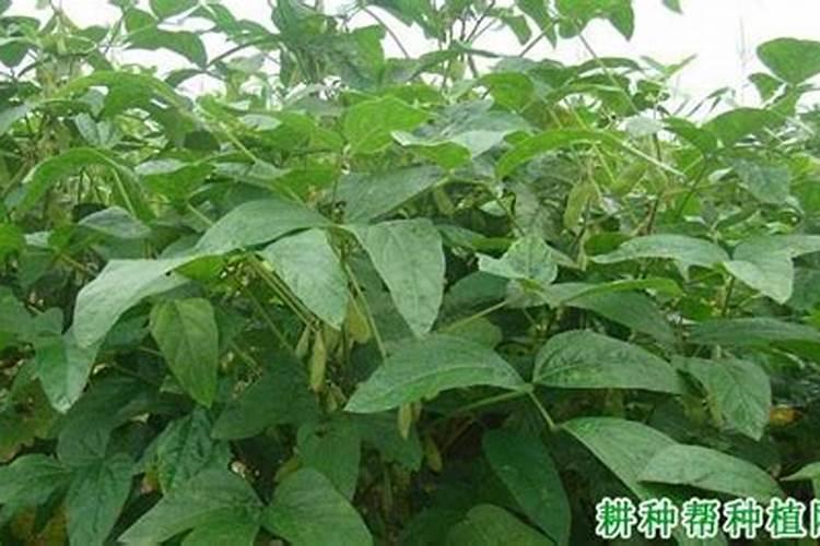 兰花喜欢什么肥料 如何给兰花施肥