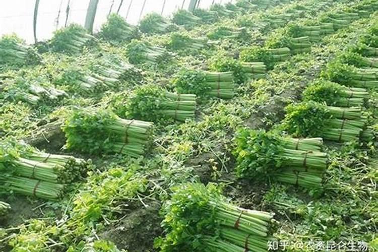 冲大棚油桃的水容肥能冲芹菜吗？