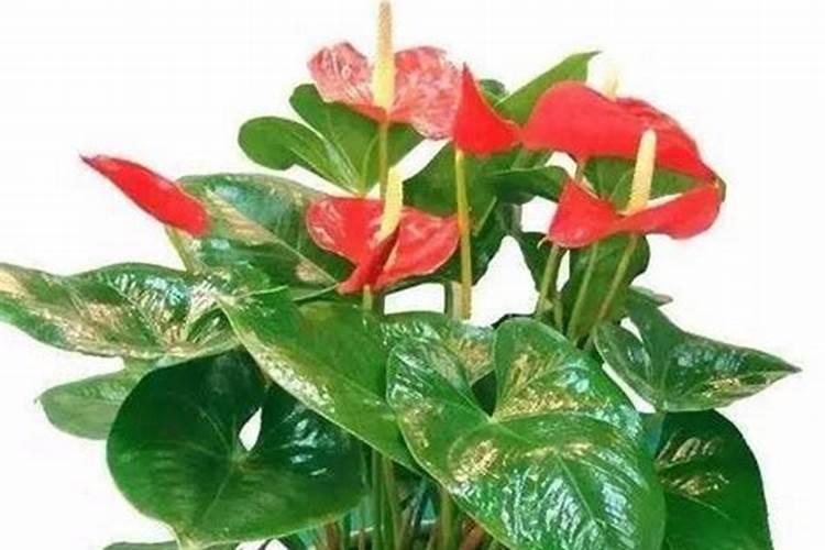 广西龙胜适合种植什么蔬菜？