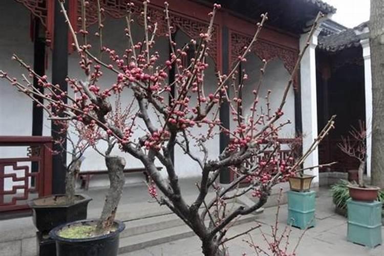 梅花的养殖