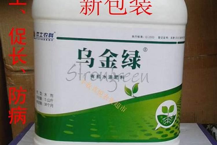 桂花树出芽后黑芽干枯？