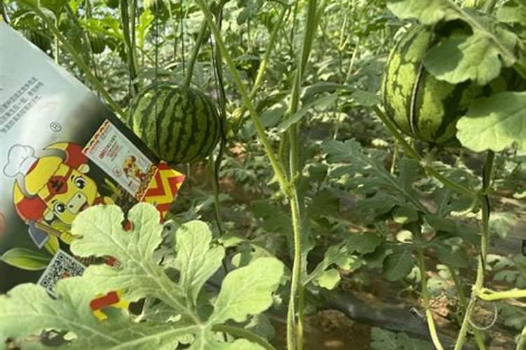 种西瓜用什么肥料