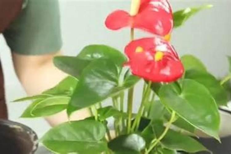 红掌开花期间用什么肥