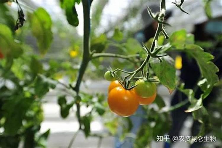 盆栽西红柿施什么肥最好