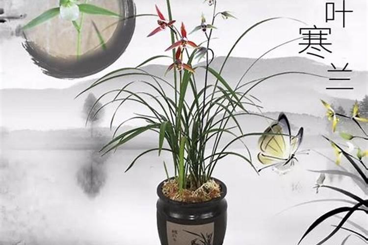 菊花施肥的时间和方法介绍