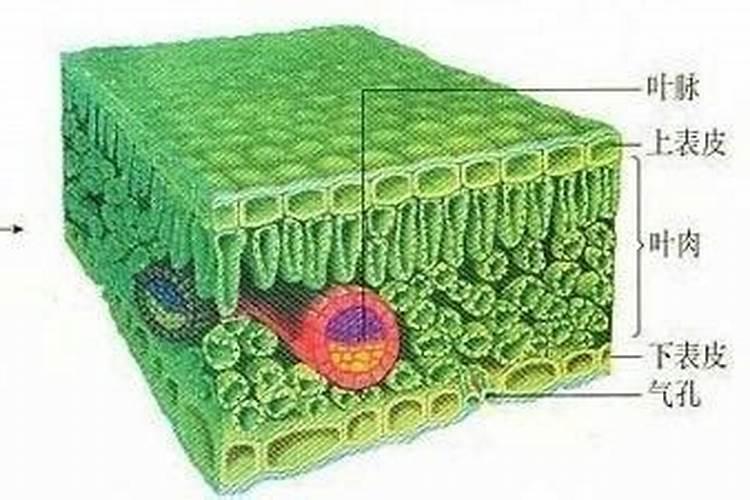 蔬菜育苗以后,需要进行适量的肥水管理吗？