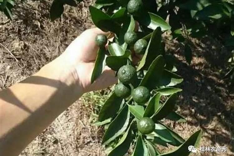 柑橘种植底肥怎么配置(柑橘基肥料什么时期施用最好)