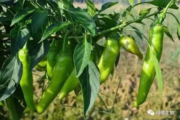 三角梅用什么肥料最好