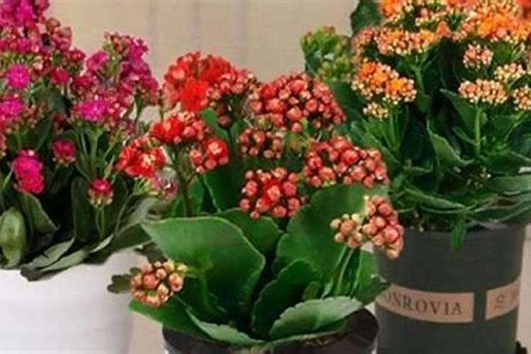 白蛋白残液如何稀释浇花？