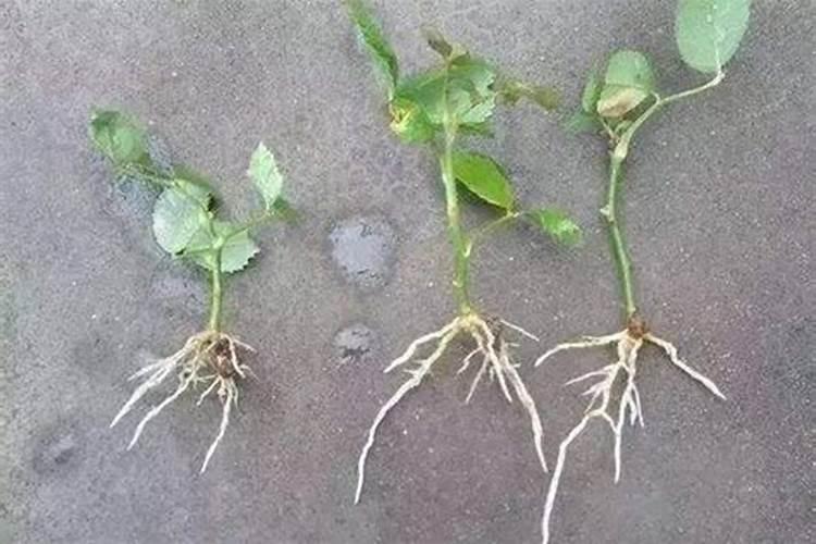 谁用过碳当家水溶肥？我种植的果树,效果怎么样？