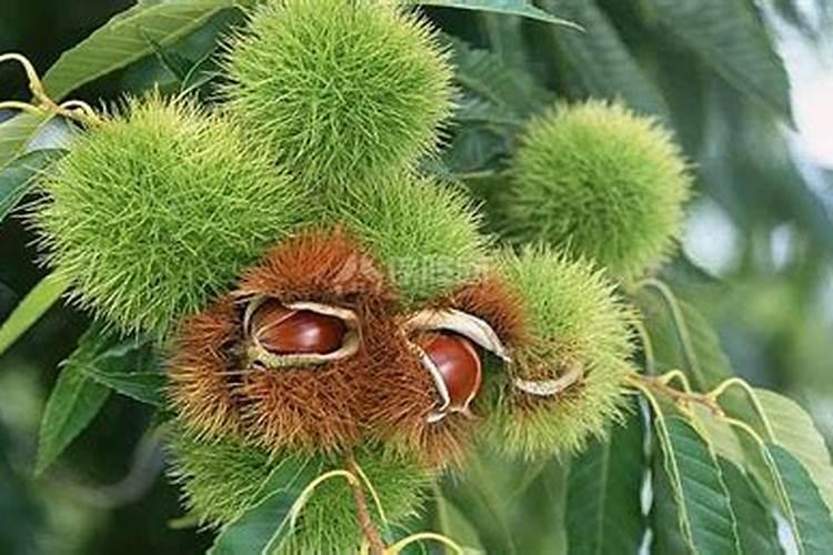 刚移栽的栀子花要每天用营养液吗