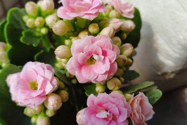 什么肥料对兰花发芽生根开花最好