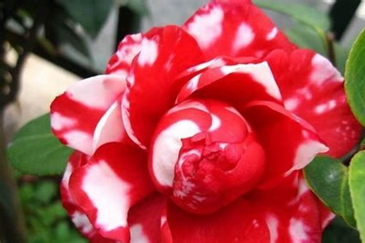 山茶花开花时能施肥吗,开花期施什么肥