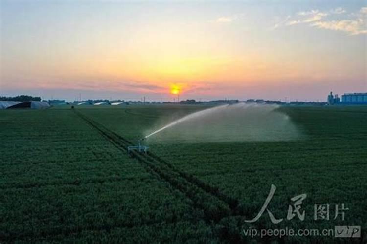 水稻出现黄叶主要原因是哪些方面？该如何防治？