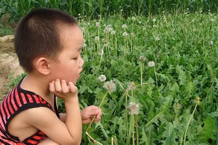 向日葵亩产多少钱？每亩种植向日葵的成本和纯收入
