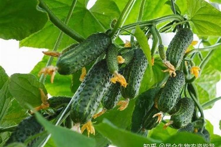幼苗辣椒叶子有点发黄是啥原因？？？