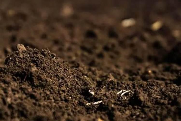烂苹果埋土里多久能变成肥料 烂掉的苹果怎样做肥料