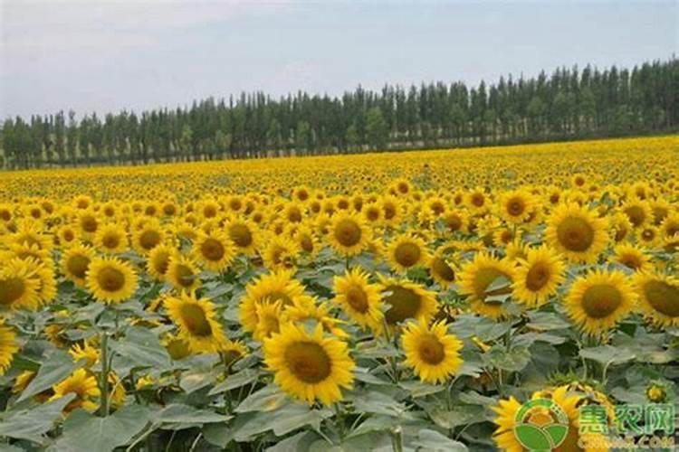 怎样根据向日葵需肥特点进行施肥？