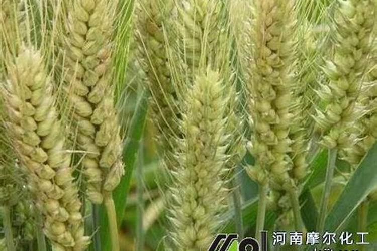 麦子田地里出芽了,但没露出地面,这样会影响产量吗？