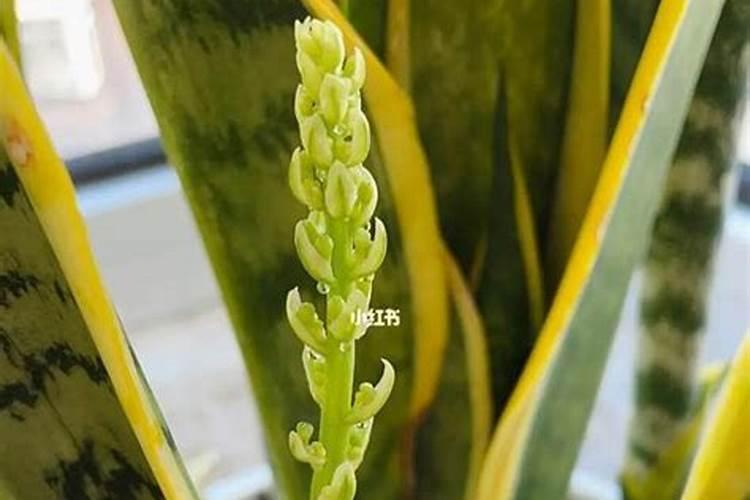 虎头兰花种植注意事项 虎头兰花的种植方法