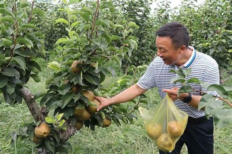 果树上什么肥料最好 果树专用肥有哪几种