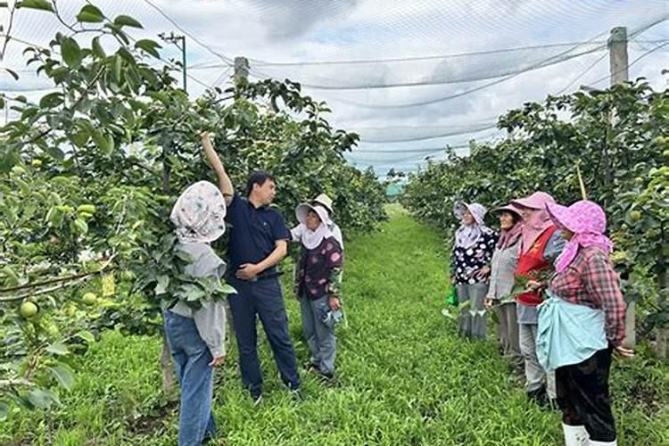 果树专用肥什么肥料最好了