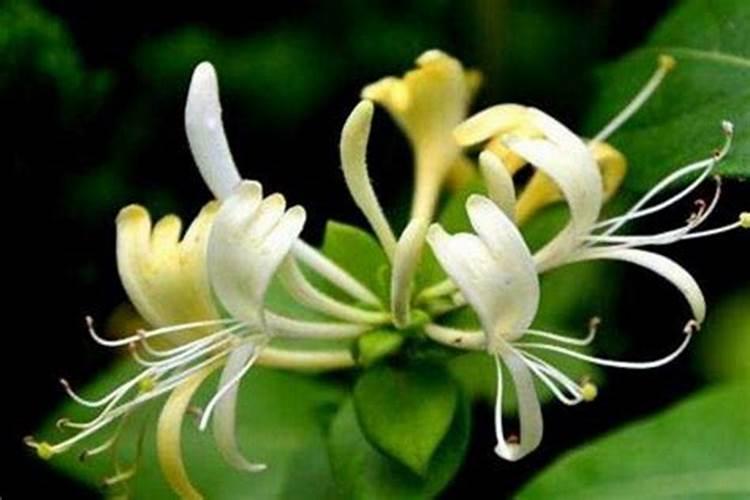 金银花叶片发黄原因和处理方法