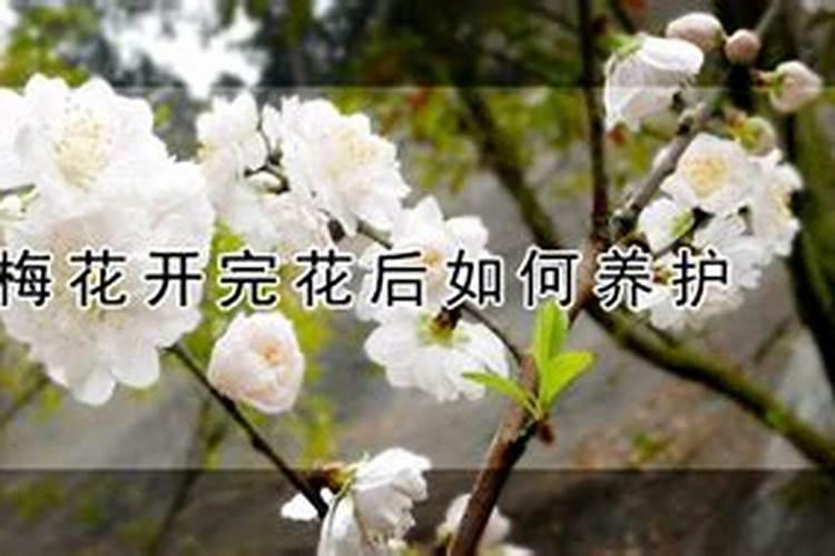大蒜用什么复合肥好