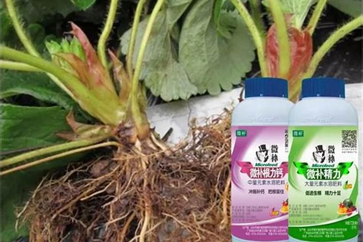 油茶树应该是什么肥料？哪些阶段需要施肥？