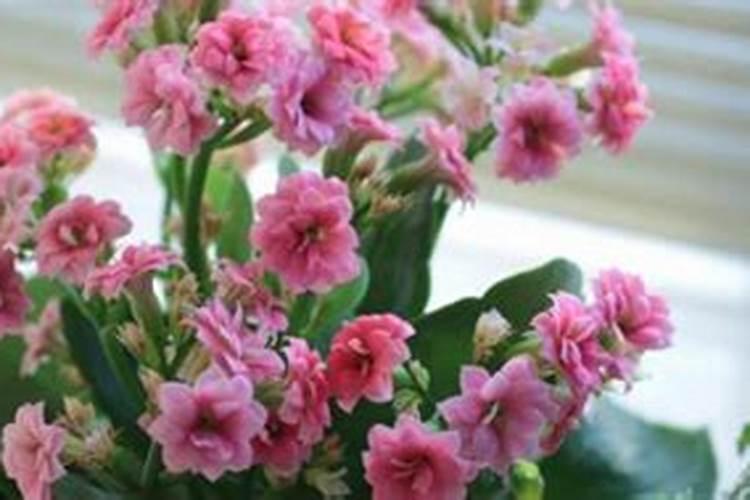 牡丹吊兰花期多长时间