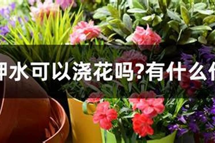 牡丹吊兰花期多长时间