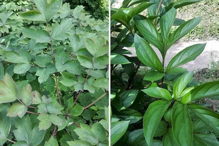 芍药喜欢什么肥料