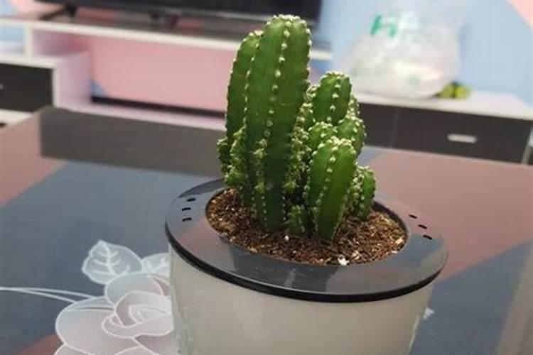 请问烟草大田怎么施肥？