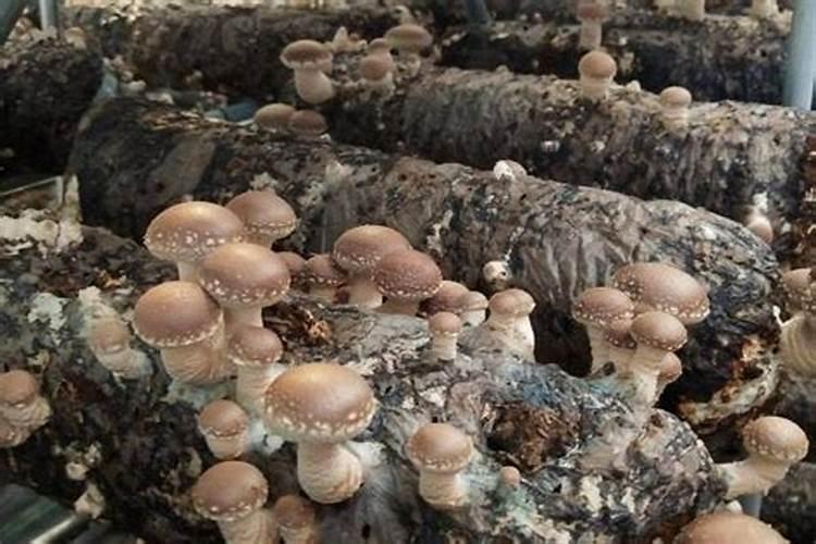 兰花专用肥哪个最佳兰花用什么叶面肥最好