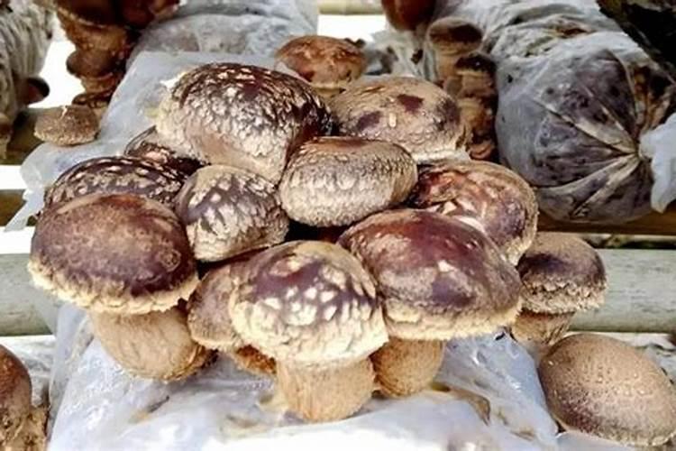 芸苔素能用在香菇上吗？