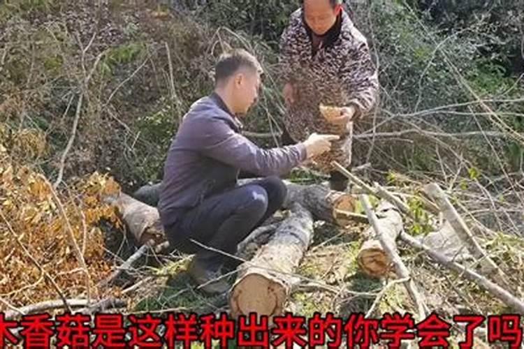 兰花专用肥哪个最佳兰花用什么叶面肥最好