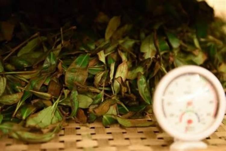 乌龙茶的功效与作用有哪些