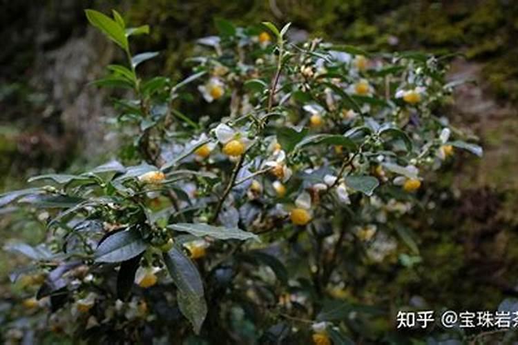 乌龙茶的好处？
