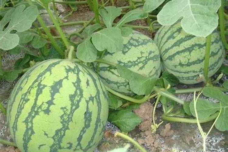 中性氨基酸水溶液为何呈酸性？他们的pI值大概在什么范围？它们的间性离 ...