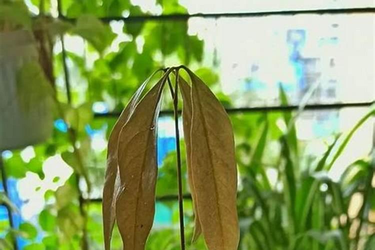 磷酸二氢钾浇花起什么作用(用来浇灌、喷施注意事项)