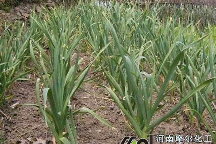 葡萄施肥磷钾肥每亩用多少合适？
