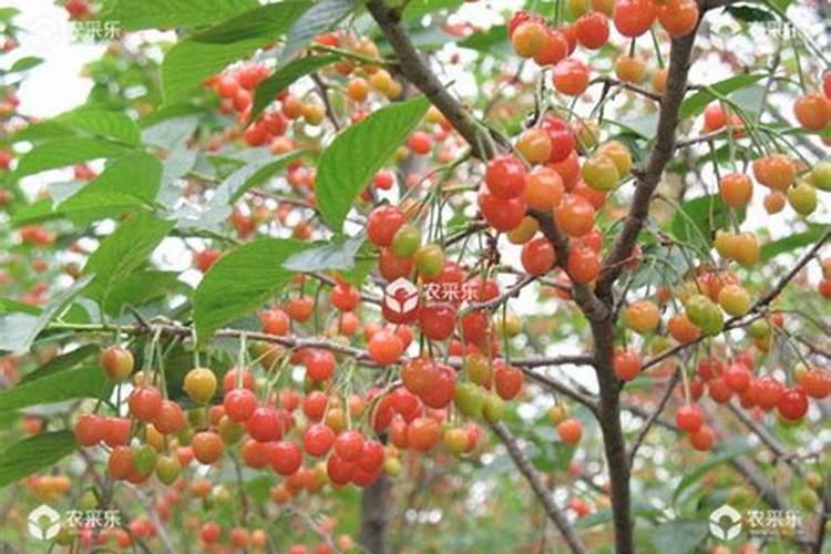 樱桃树花前如何施肥,施什么肥,需不需要浇水,如何能坐住果,谢谢？