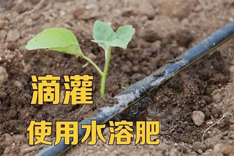 兰花发芽施什么肥