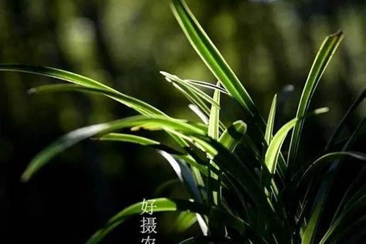 亚当斯海棠如何盆栽？